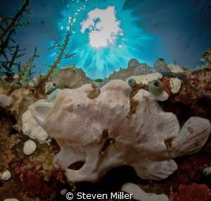 Tiny yawning frogfish right on the glass with 10mm lens. ... by Steven Miller 